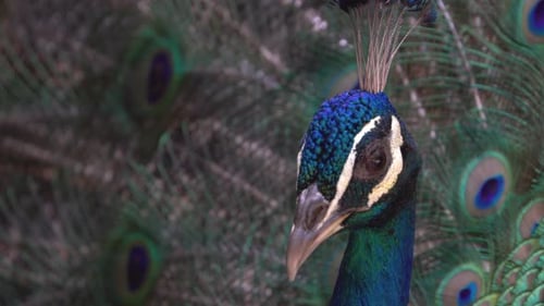Peacock Close Up Displaying Vibrant Feathers