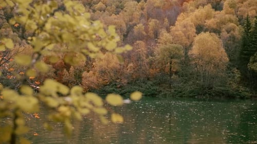 Golden autumn in the park