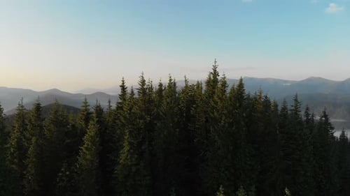 Drohnenaufnahmen aus der Luft in 4K-Auflösung: Flug über den Pinienwald in den Bergen.