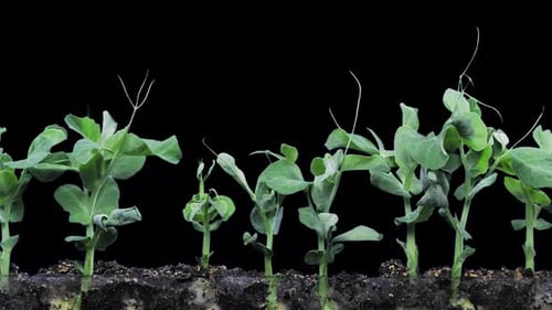 Time lapse of growing pea vegetables with ALPHA channel