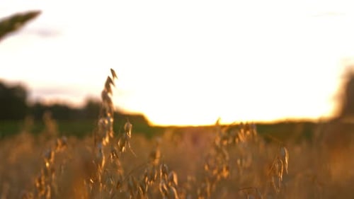 Goldene Haferohren wachsen isoliert in der Nähe von Sonnenaufgangslichtern. Malerische Umgebung und