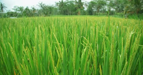 Closeup of Rice Stalks Ripening in Green Field in Summer Day