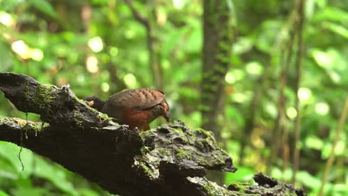 Rufous Motmot Bird Perched in Tropical Rainforest
