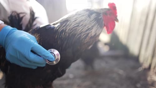 A Veterinarian with a Stethoscope Checks the Health Status of Chickens on a Local Small Farm