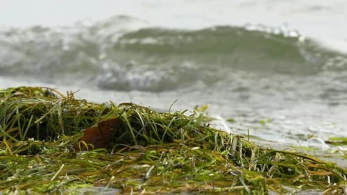 Close-up of seaweed on the shore with ocean waves in the background.