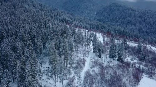Aerial Footage of Winter Fir Tree Forest in the Mountains View From Above of Pine Trees Covered with