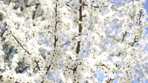 White Blossoms Blooming on Tree Branches in Spring
