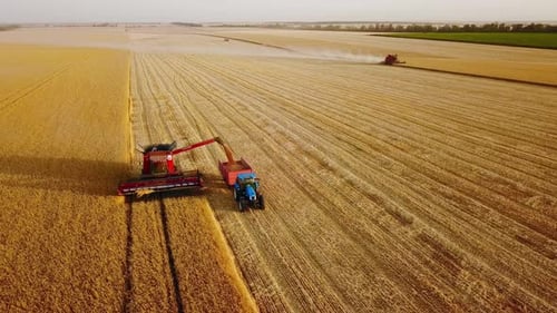 Aerial Drone View Overloading Grain From Combine Harvesters Into Grain Truck in Field Harvester