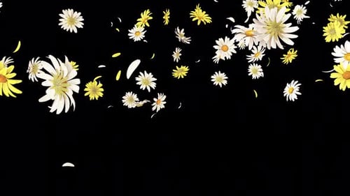 Daisy Falling Slow mit Alpha 4K.