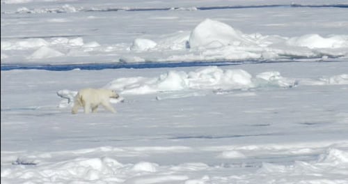 Polar bear walking on ice
