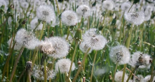 Fluffy Seeds dandelions Flying Over the Clearing. Shot on super slow motion camera 1000 fps.