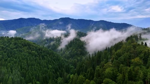 Fog rising among the woods covering the mountains.