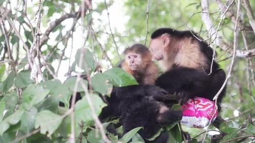Flea infected Monkey ape primate group sitting on branch in jungle scratching itching each other