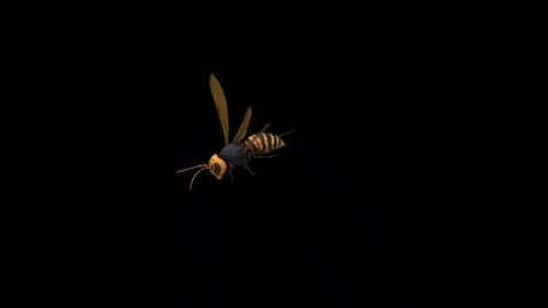 Wasp Bee Fly, Ansicht von oben