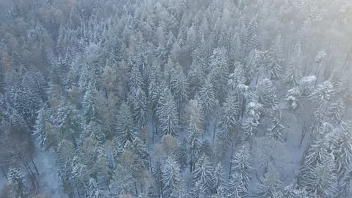 Winter Landscape with Snowy Forest