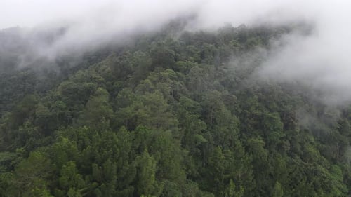 Aerial footage of spruce forest trees on the mountain hills at misty day