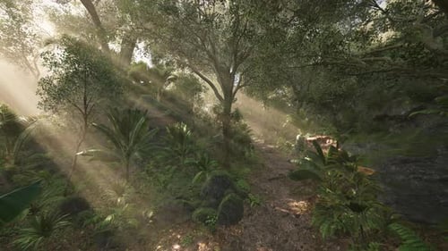 Sunlight Filters Through Lush Trees in a Tranquil Forest During the Morning