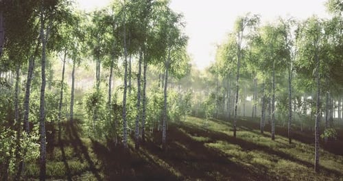 Une lumière majestueuse filtrant à travers des bouleaux sereins dans une forêt tranquille