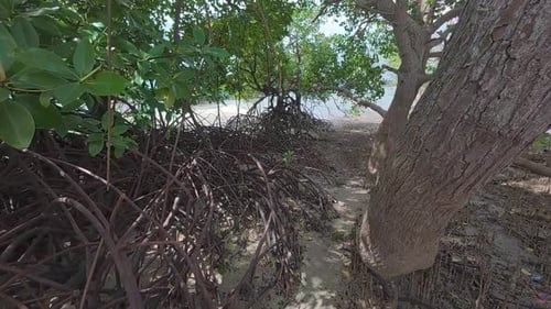 A tropical mangrove forest along a coastal shoreline