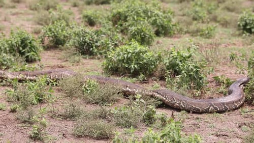 Una gran serpiente se desliza por la hierba en un paisaje seco y abierto en Crescent Island, Kenia