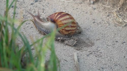 Schneckenlauf