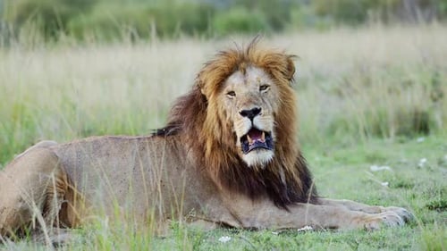 Male lion Close Up African Wildlife Safari Animal in Maasai Mara National Reserve in Kenya, Africa,