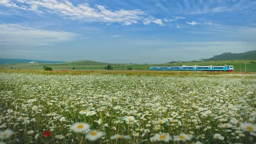 The Train is Going Through a Blooming Field of Camomile Flowers Against a Blue Sky on a Beautiful