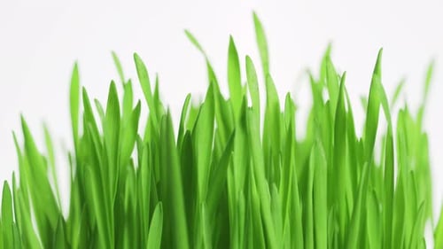 Rotating bright green grass with drops of morning dew on a white background