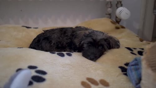 Close up of cute puppy dog lying down on cosy doggy pillow looking into camera and getting up in slo
