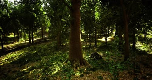 Lush Forest Landscape Showcasing Towering Trees and Sunlit Pathways