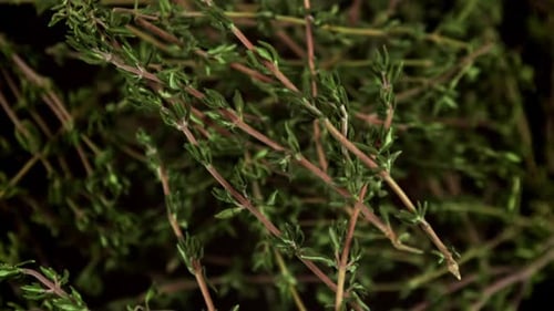 Super Slow Motion of Thyme Sprigs Filmed on a Highspeed Camera at 1000 Fps