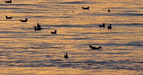 Sea gulls at sunset, Mediterranean sea, France