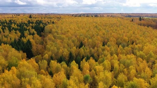 Aerial View of the Forest Under Clouds During the Autumn Crowns of Trees with Yellow Foliage