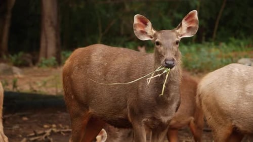 Steht und isst Hirsche im Wald