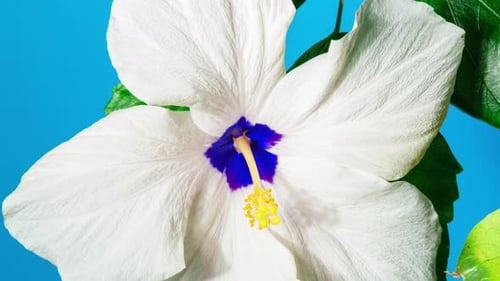 White Hibiscus Flower Blooming in Time Lapse