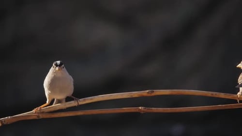 Juvenile White Crowned Sparrow Lands on Branch Slow Motion