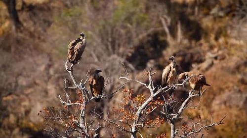 White backed Vulture in Kruger National park, South Africa
