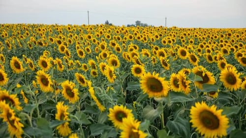 Sunflower Plantation Growing on Field Against Blue Sky
