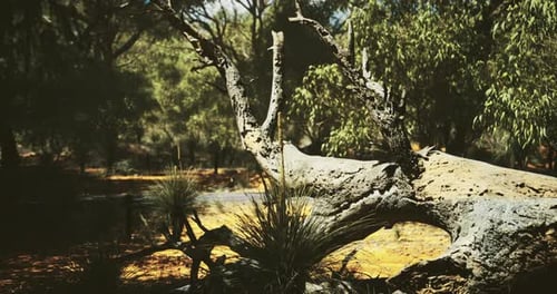 Unique Fallen Tree Among Lush Greenery in Forest During Sunny Day