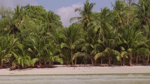 A Dense Wall of Tall Palm Trees Lines a Quiet Tropical Beach Under Bright Daylight While Light Waves
