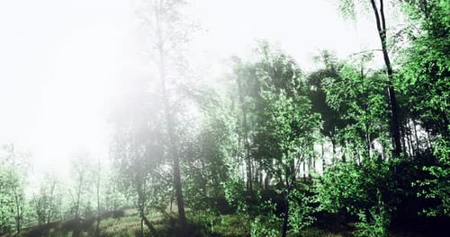 Vibrant Green Foliage in a Sunlit Forest Setting During Early Morning Hours