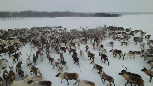 Deer Running Through a Snowy Forest in Winter Drone Shot