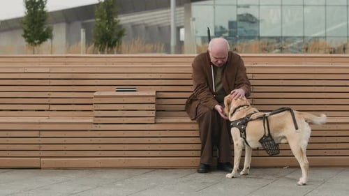 Senior Adult Petting Service Dog on Urban Bench