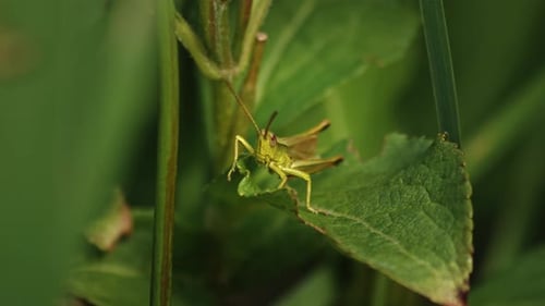 Grasshopper On Green Plant Leaf. close-up