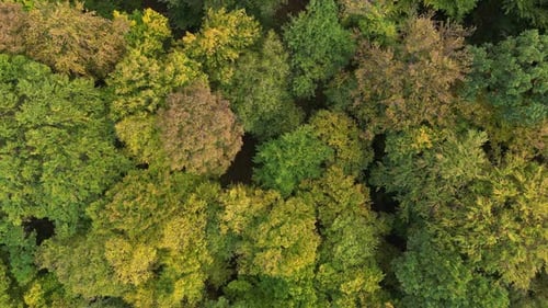 Forest from Above 35