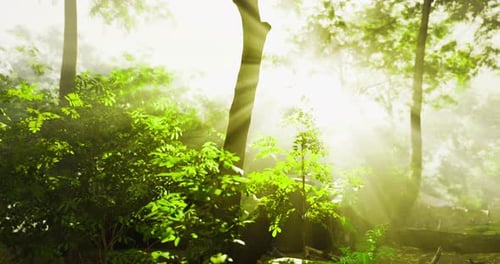 Sunlight Filtering Through Lush Green Trees in a Serene Forest Area