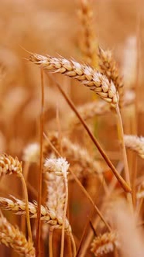 View of ripening wheat field. Close up of yellow wheat plants in field. Vertical video