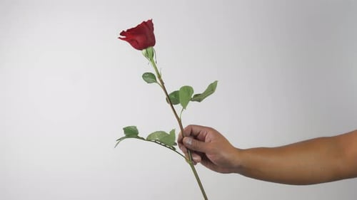 Hand Holding a Single Red Rose Blossom