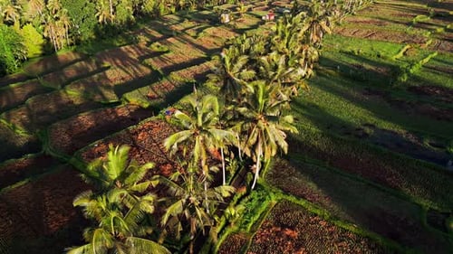 Palm Tree Lined Pathway Through Tropical Rice Fields in Indonesia and Early Morning Tree Shadows