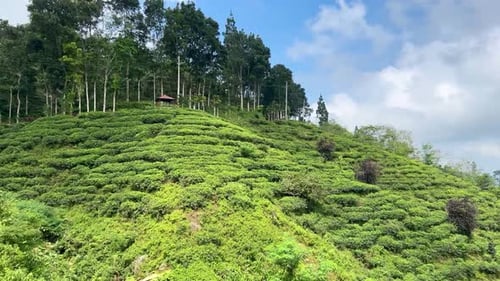Tourism Tea Plantation